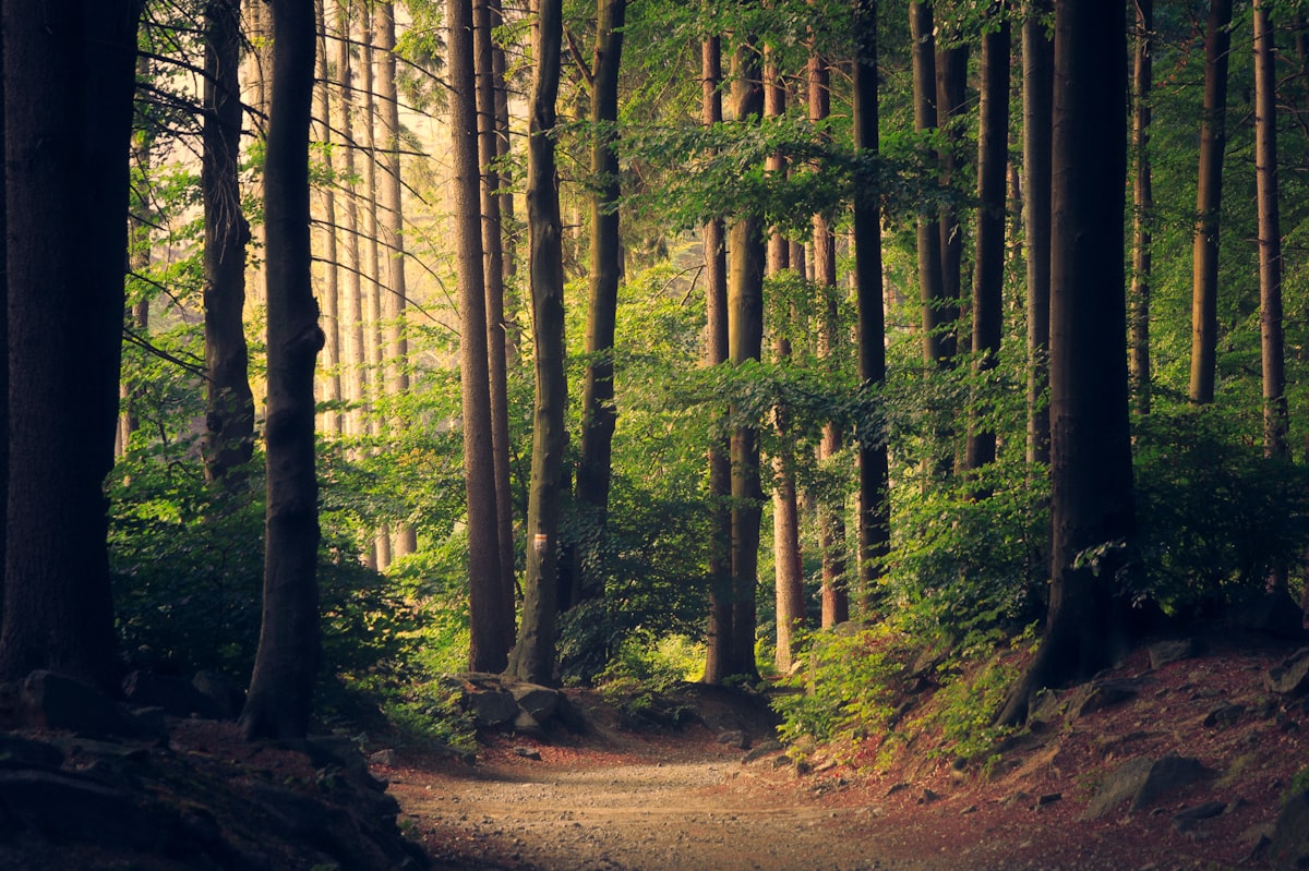 Trekking through forest paths